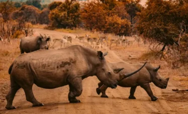Trip Image 5 - Weru Tours safari