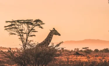 Trip Image 9 - Weru Tours safari
