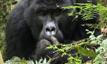 20250410 102438 - Weru Tours safari
