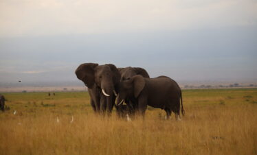 Img 0086 - Weru Tours safari