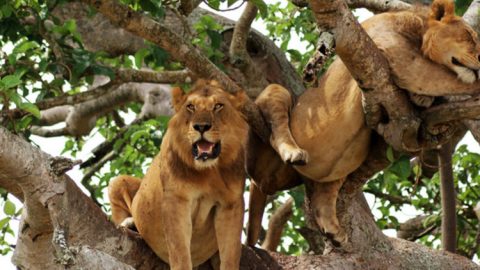 Lake-Manyara-Serengeti